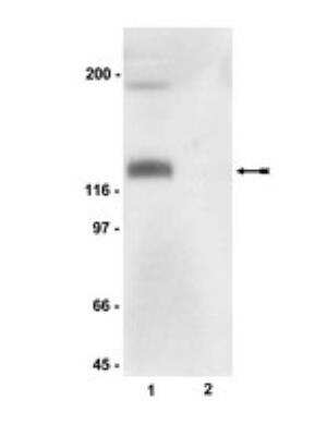 Western Blot: eNOS [p Ser116] Antibody [NBP2-29664]